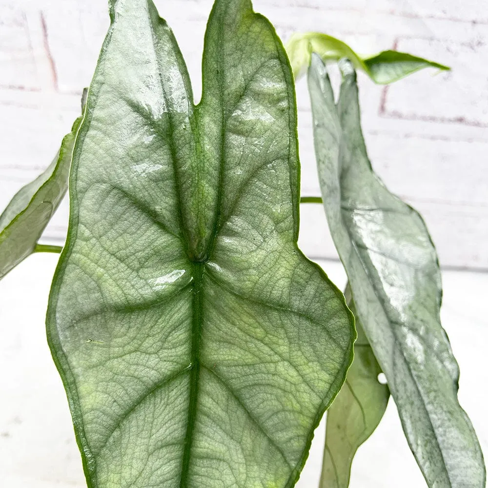 15 - 20cm Alocasia Dragon Breath Heterophylla Elephant Ear House Plant 10cm Pot