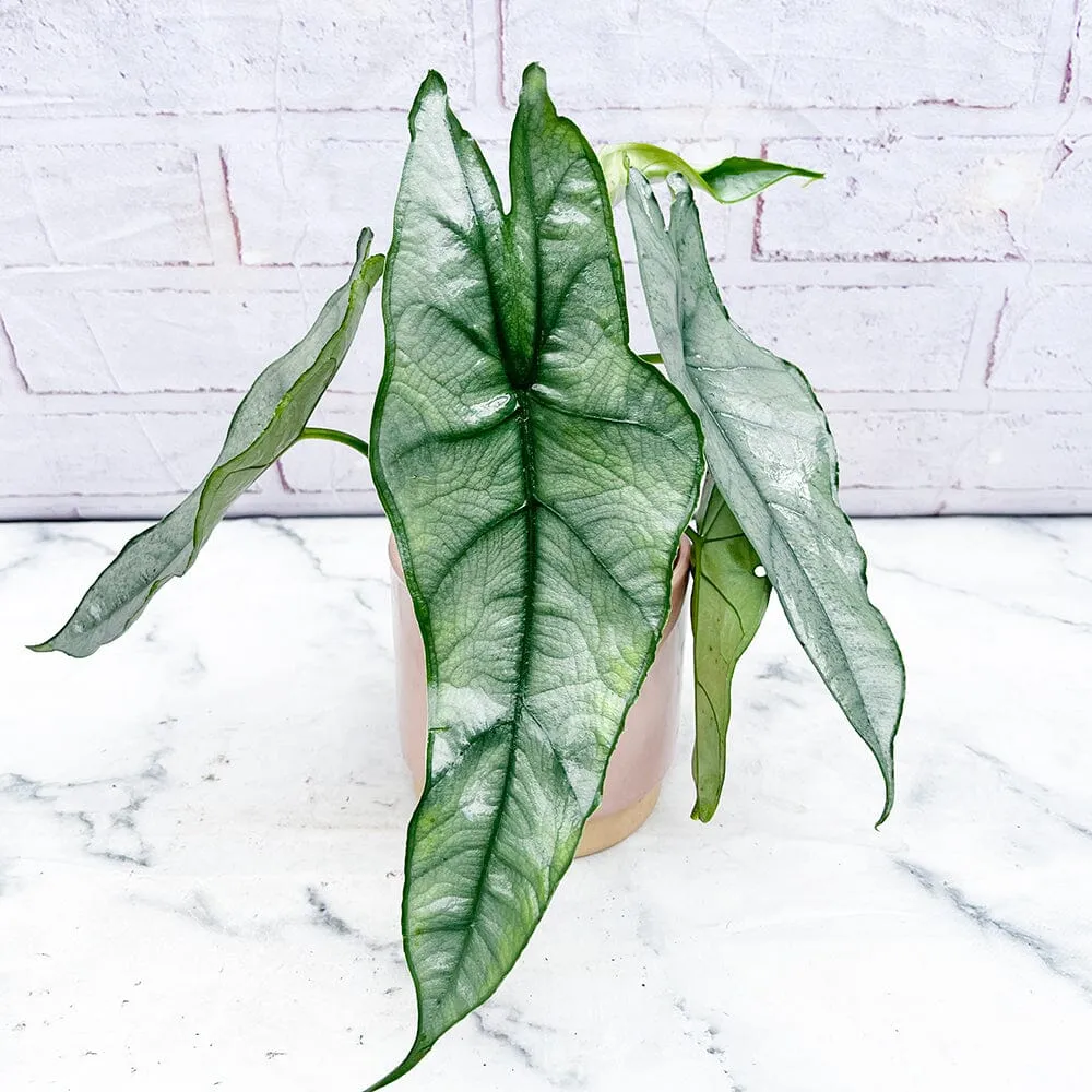 15 - 20cm Alocasia Dragon Breath Heterophylla Elephant Ear House Plant 10cm Pot