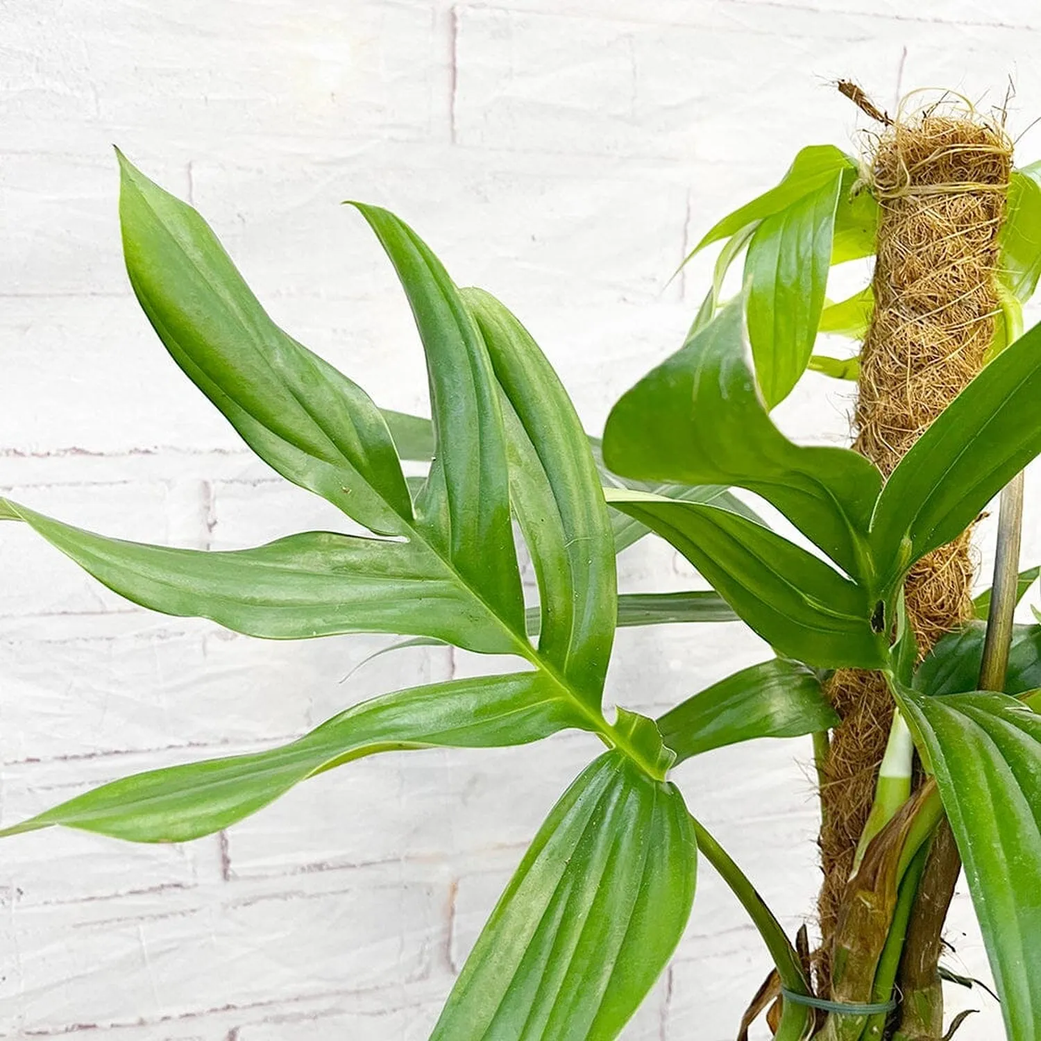 55 - 65cm Epipremnum Dragon Tail on mosspole Pothos 17cm Pot House Plant