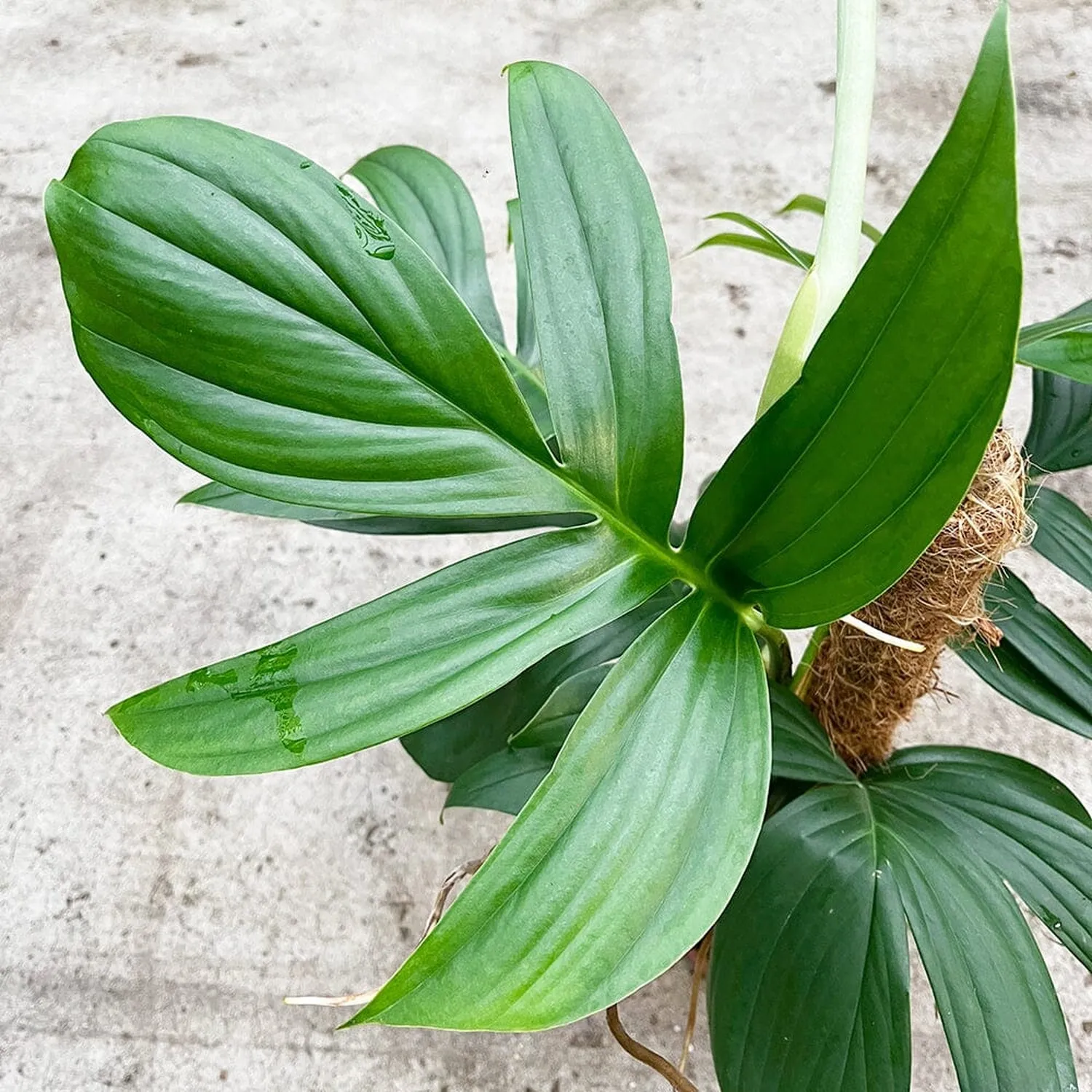 55 - 65cm Epipremnum Dragon Tail on mosspole Pothos 17cm Pot House Plant