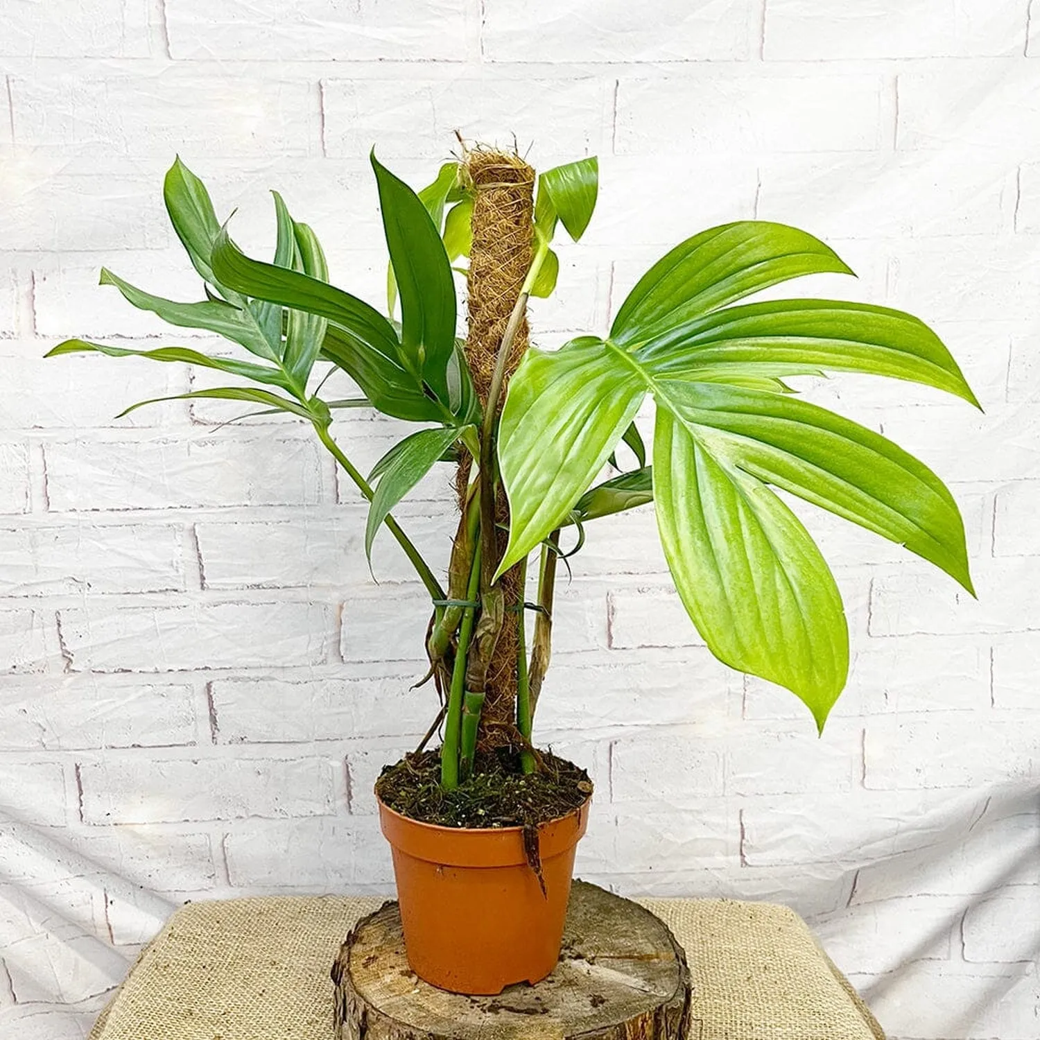 55 - 65cm Epipremnum Dragon Tail on mosspole Pothos 17cm Pot House Plant