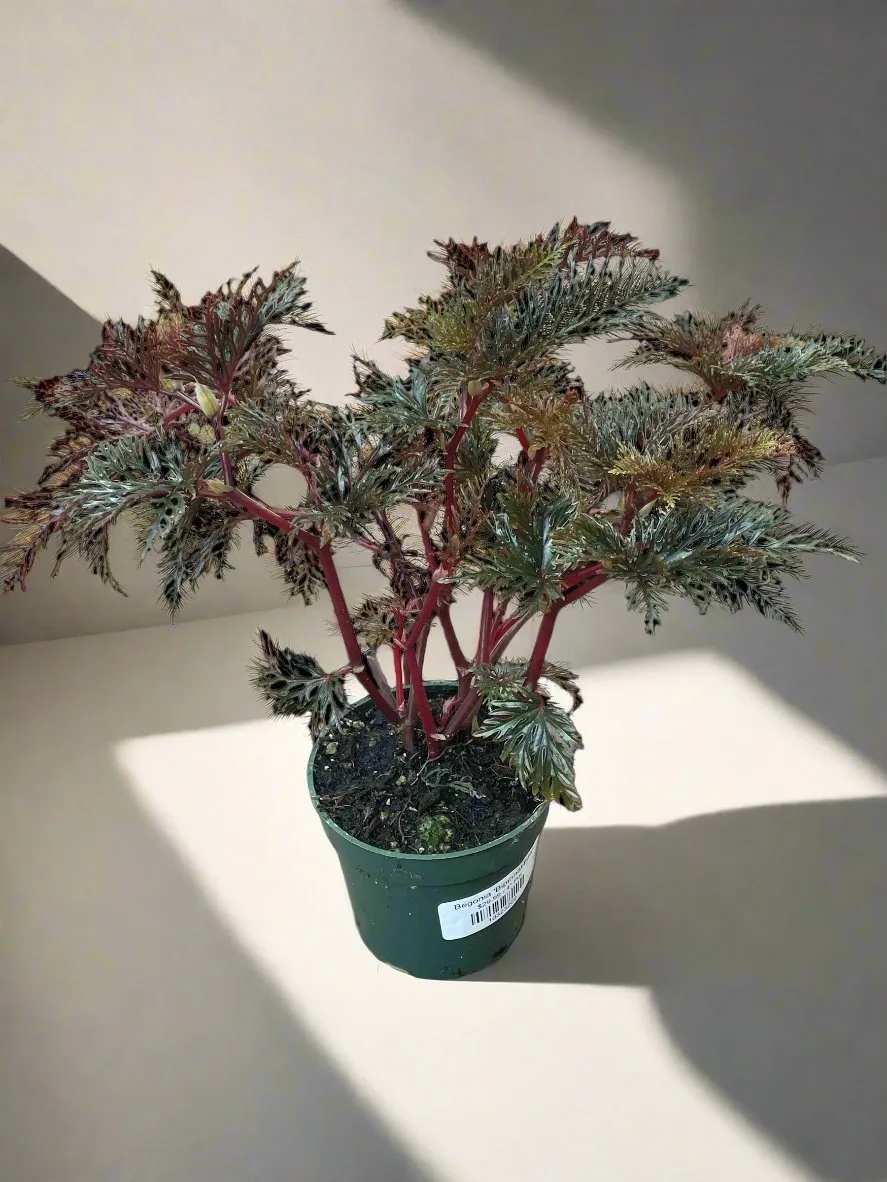 Begonia 'Bipinnatifida'