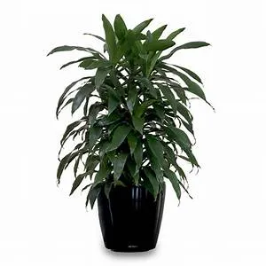 Dracaena Janet Craig