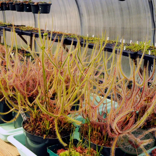 Drosera binata - Giant Form