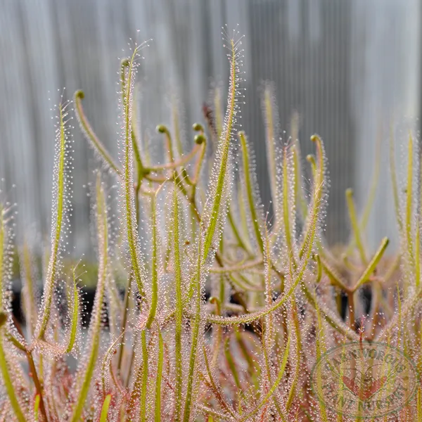 Drosera binata - Giant Form