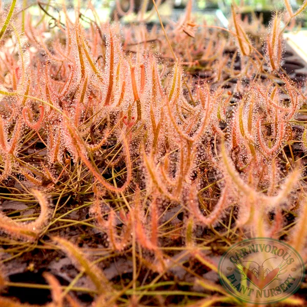 Drosera binata - T Form