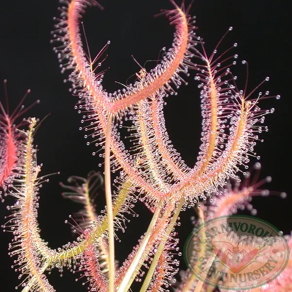 Drosera binata - T Form