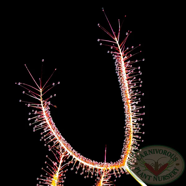 Drosera binata - T Form